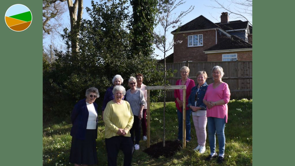 Planting a Tree for the Jubilee